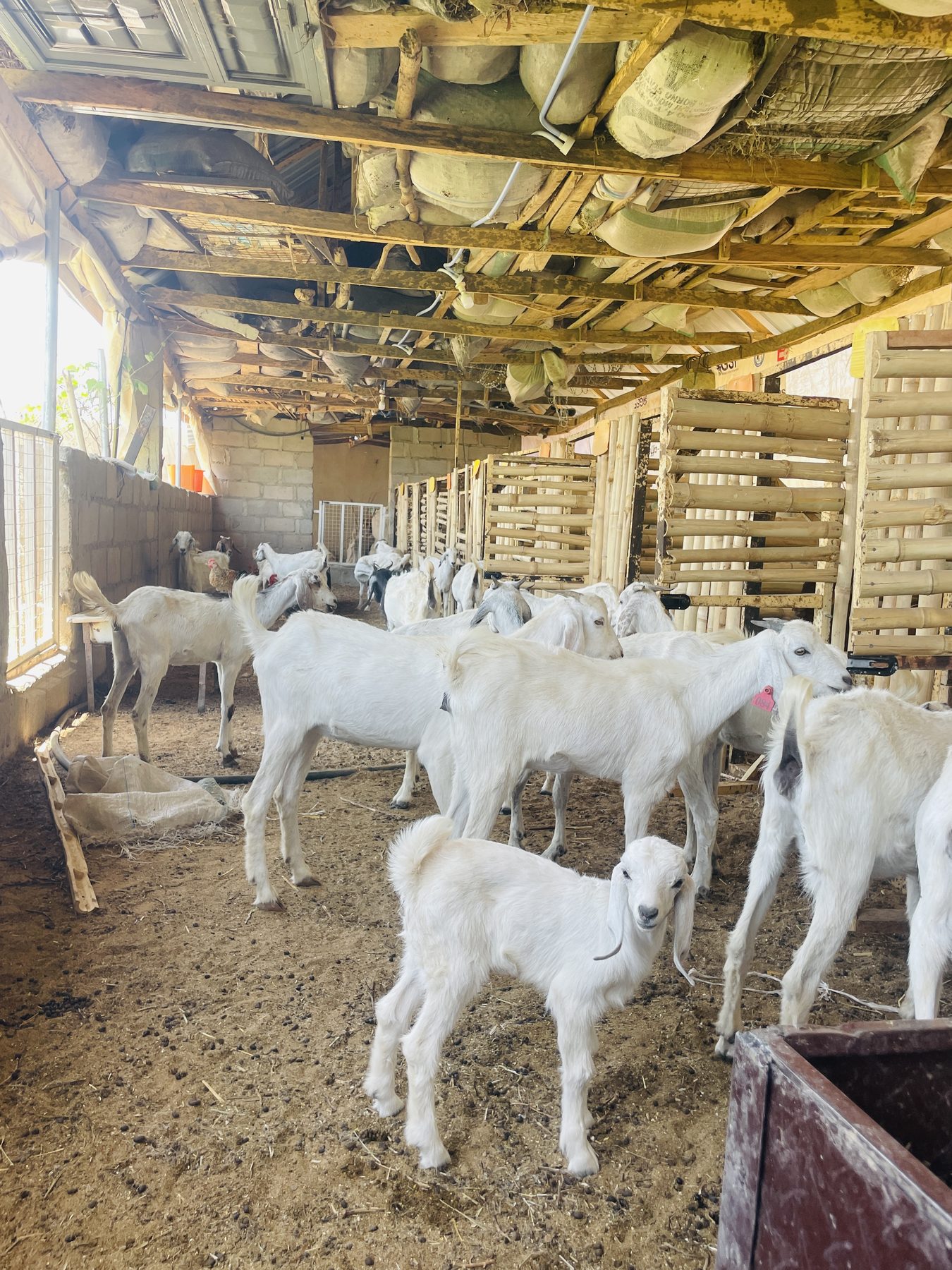 Goat herd inside a ventilated livestock shelter
