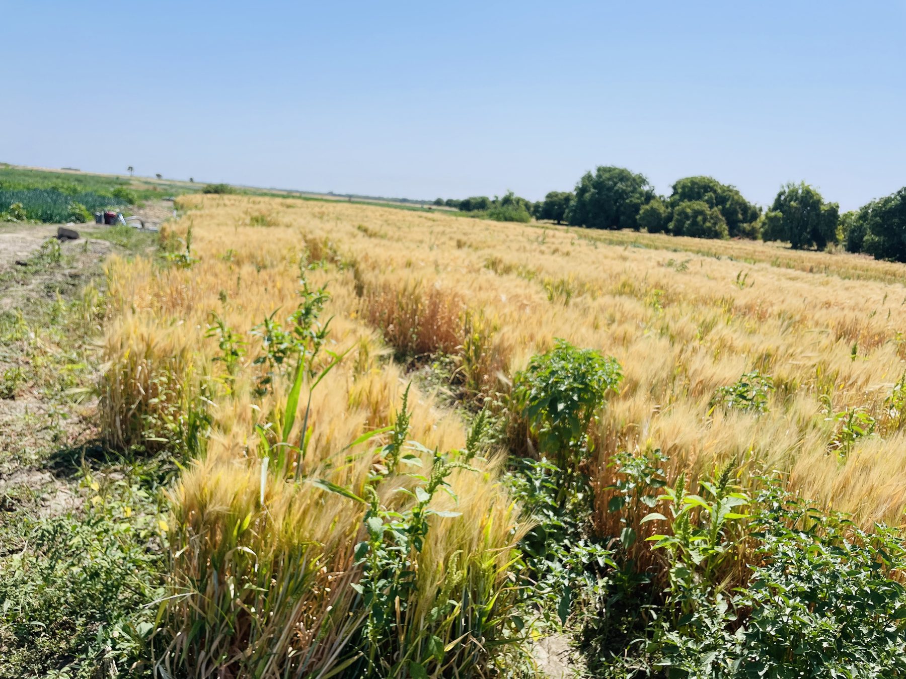 A mature grain field at Grow Green Farms in Borno State