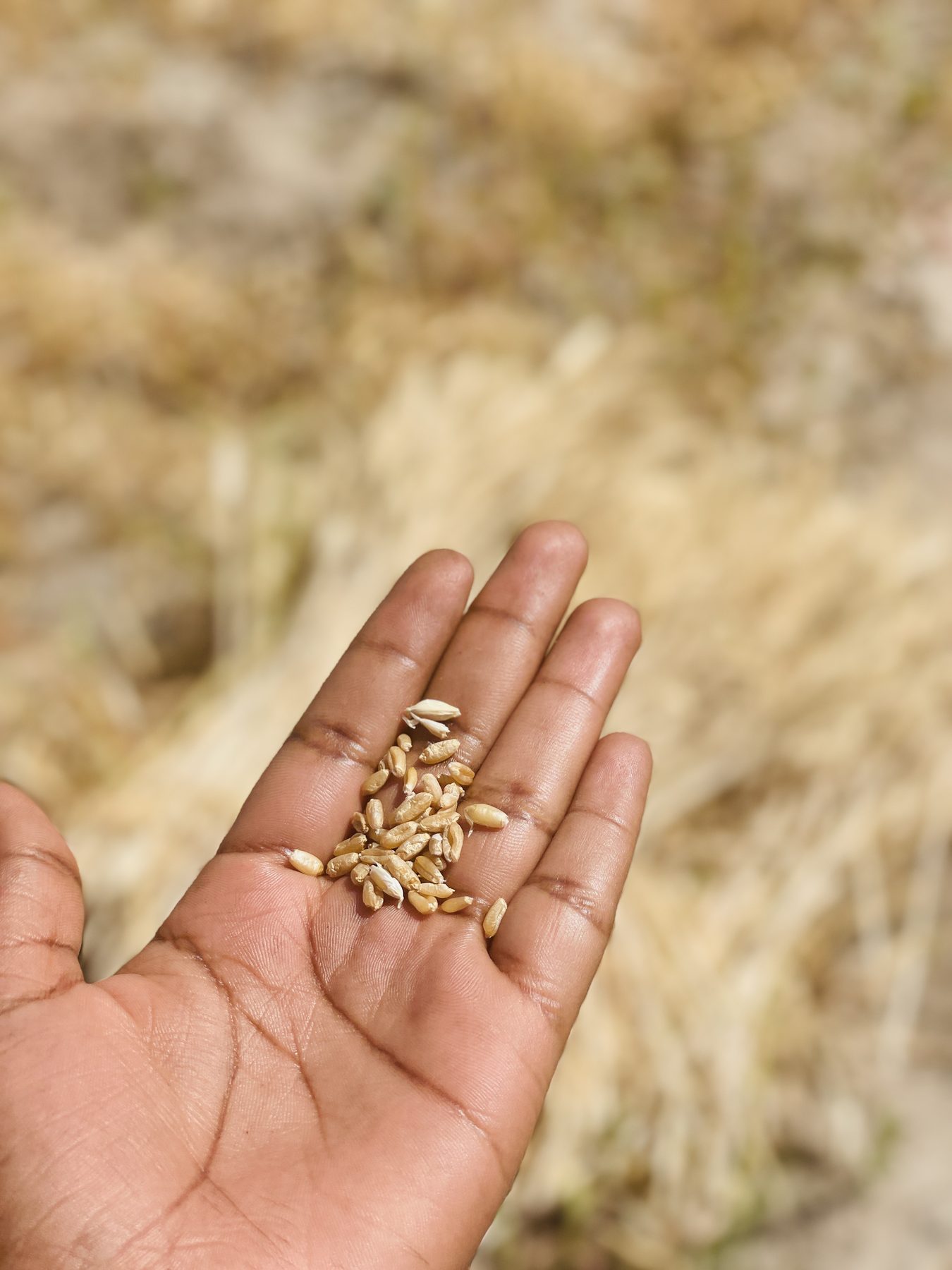Harvested grains held in a farm worker hand