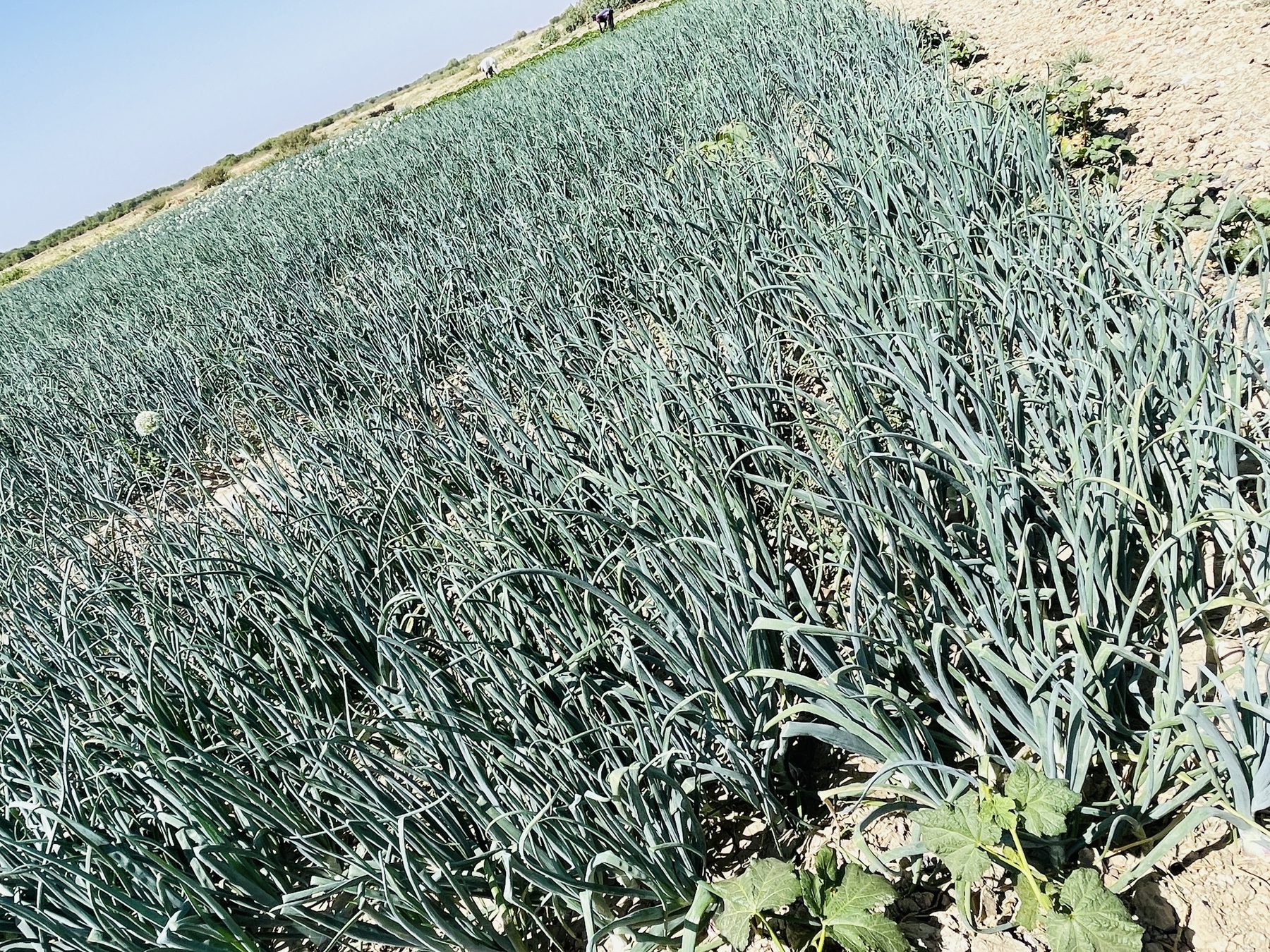 Rows of onions growing in the field
